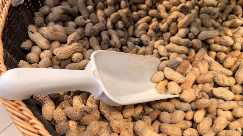 Basket of peanuts with scoop