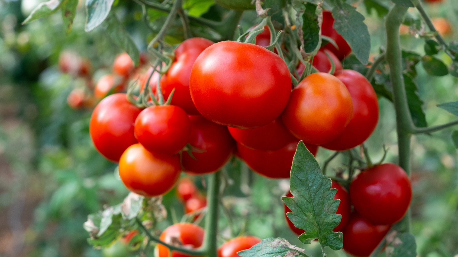 FoodWireDaily — Why The Cost Of Tomatoes Is Soaring In 2026