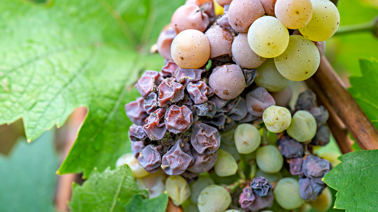 wine grapes on the vine experiencing Noble rot