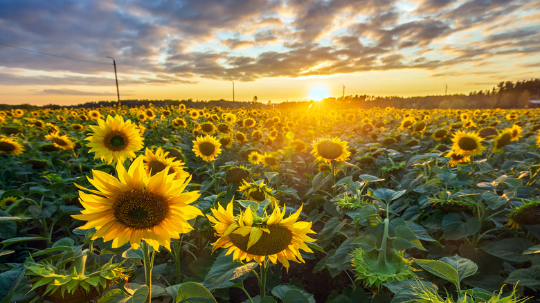 field of sunflowers