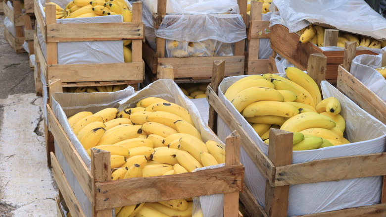 bananas in shipping boxes