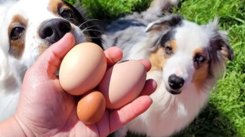 hand holding eggs with dogs in the background