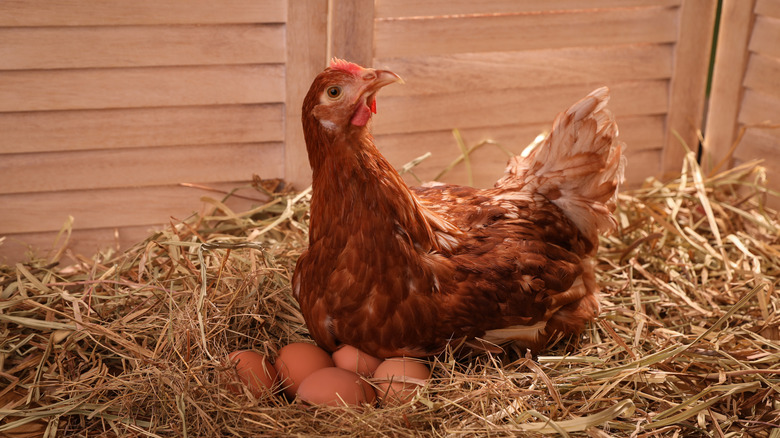 hen laying on eggs in straw