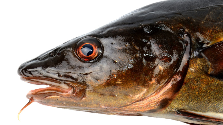 a brown cod head