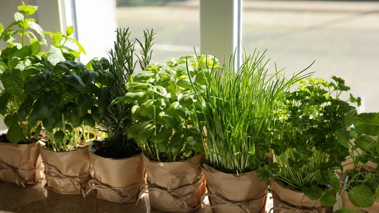 Fresh herbs in pots in a windowsill