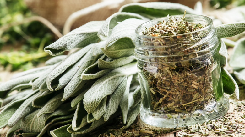 Fresh sage next to dried sage in glass jar 