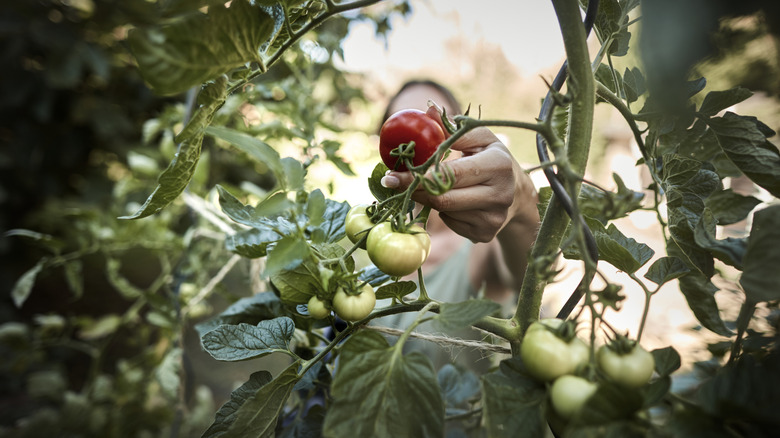 Person plucking a fresh, ripe tomato from a plant