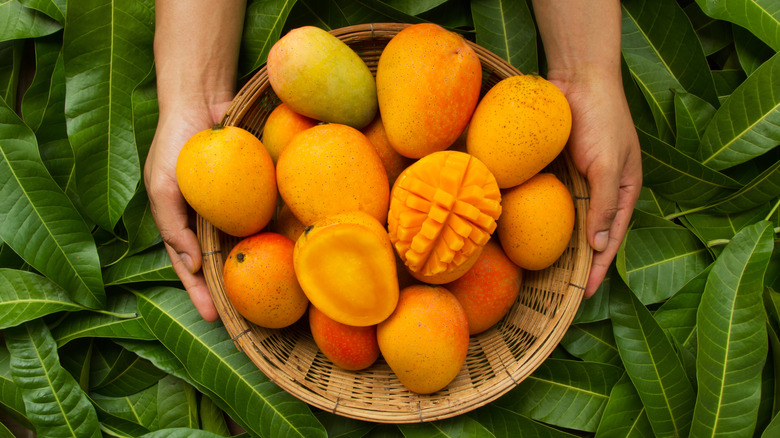 Hands holding basket of mangoes.