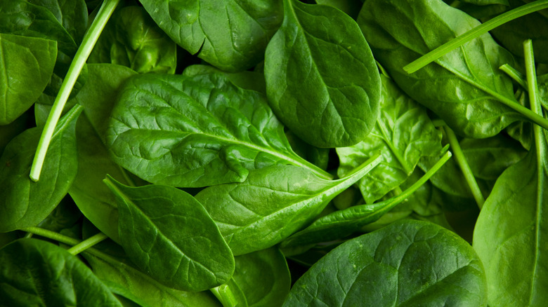 Spinach leaves in a bunch