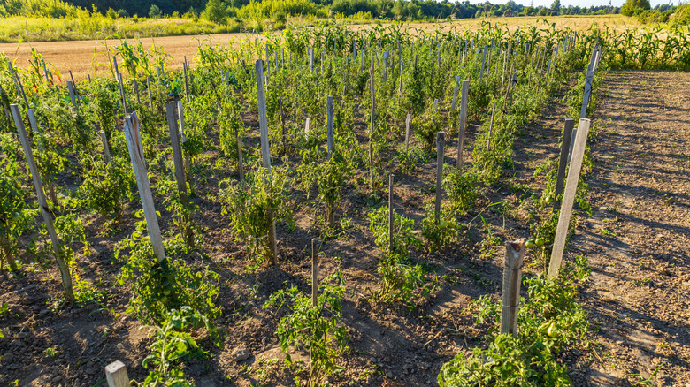 Tomato plants growing in a sunlight garden
