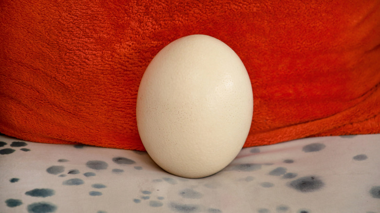 Ostrich egg on red background