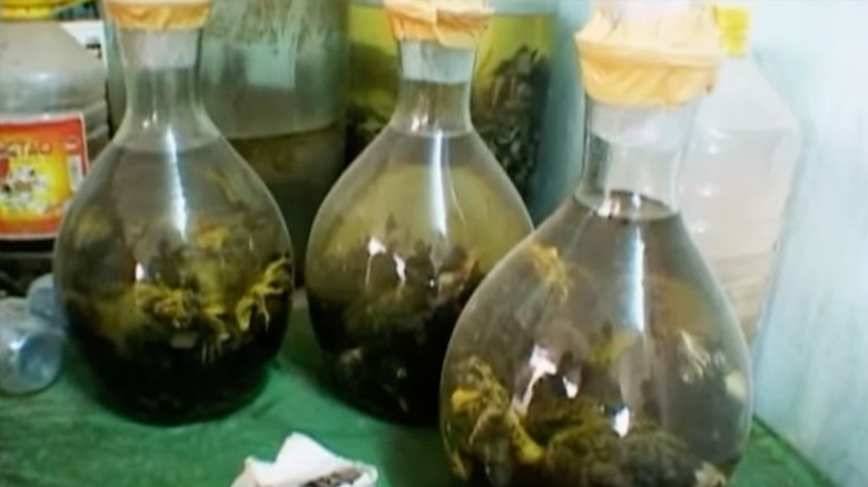 Clear jars of liquid infused with animals
