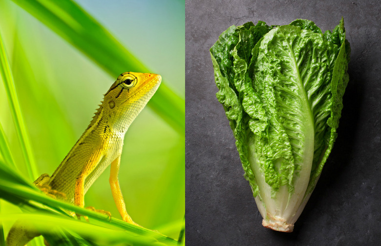 lizard and lettuce