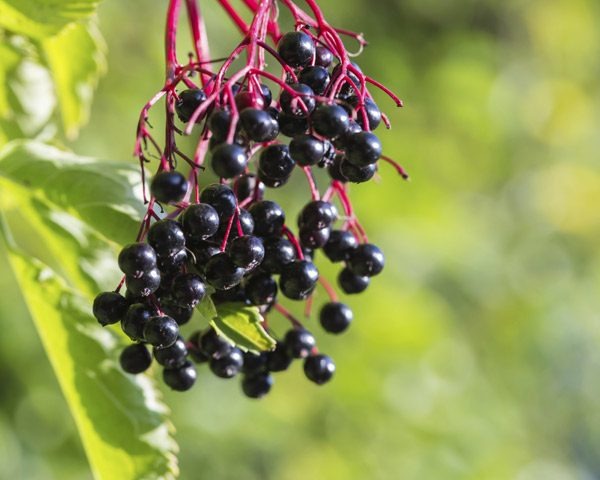 Deadliest Delicacies