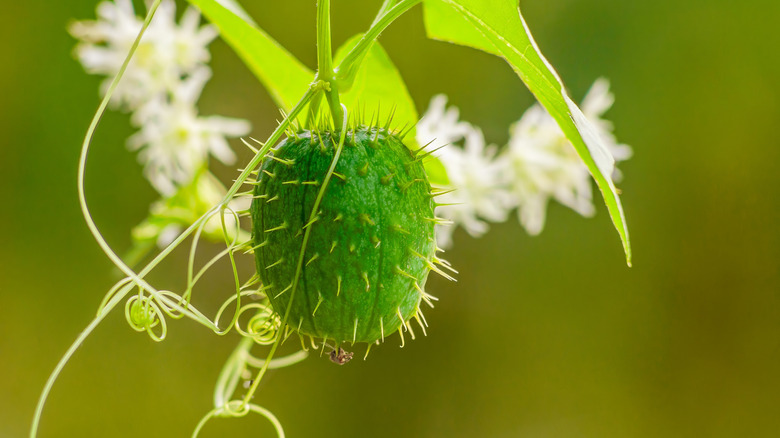 Wild cucumber, Echinocystis lobata with spiky green fruit and tendrils