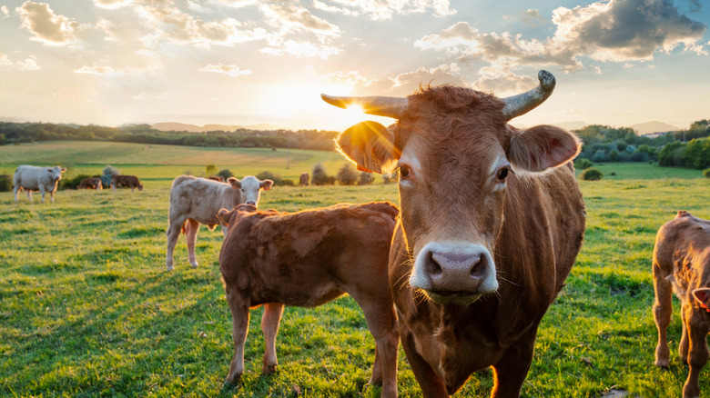 dairy cows in a pasture