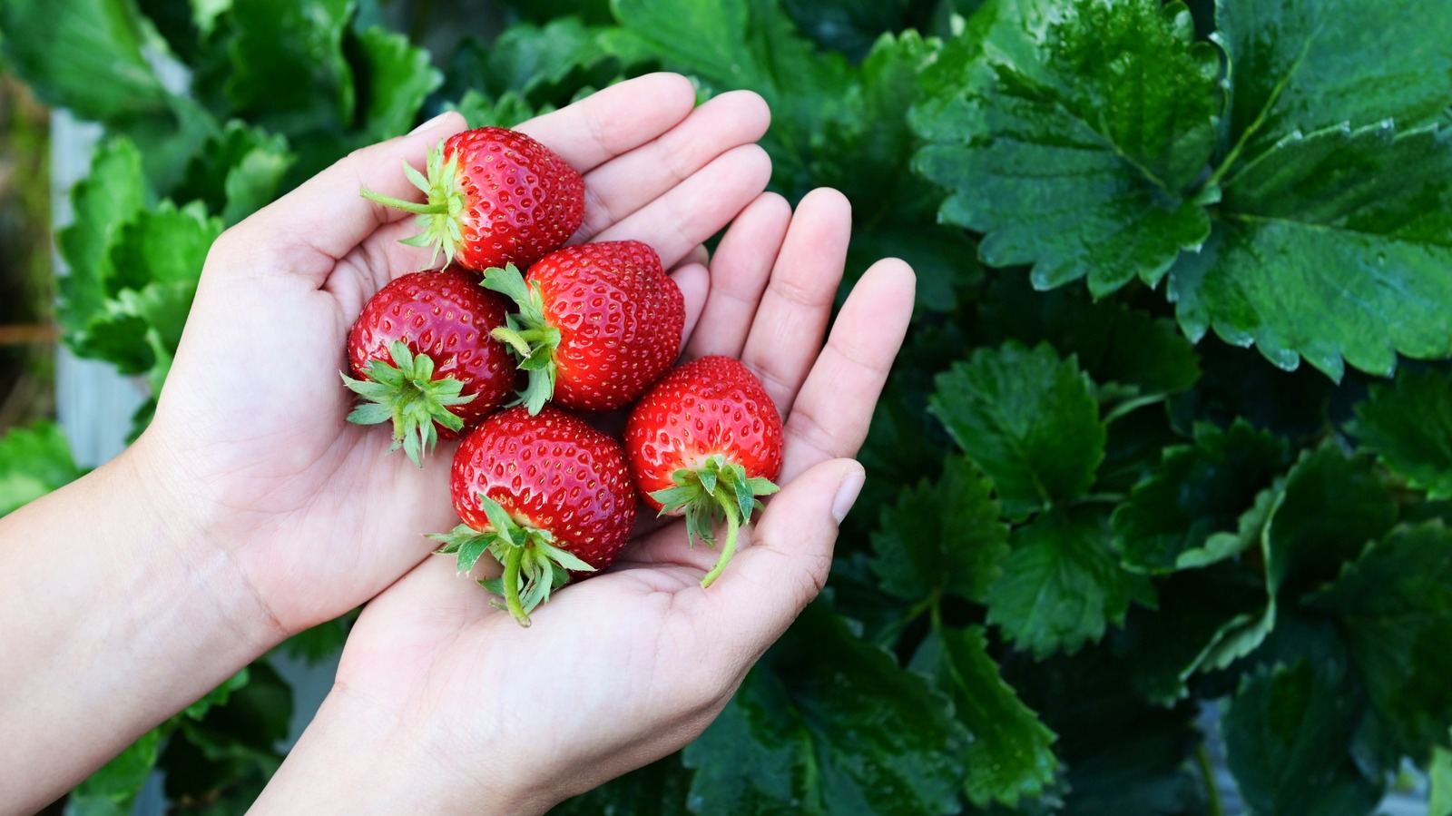 Yes, You Can Make A Delicious PestoLike Sauce From Strawberry Stems