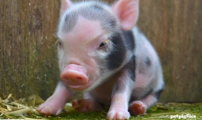 You Can Cuddle with Teacup Pigs at London's Pop-Up 'Pignic'