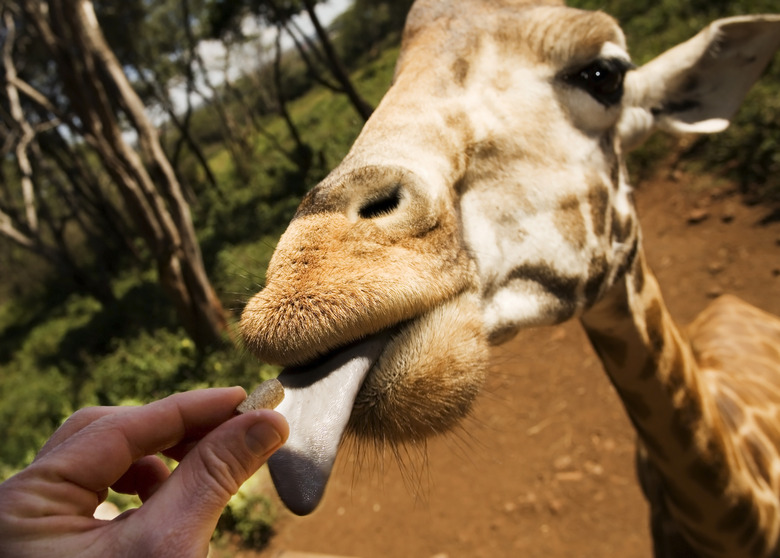 You Can Literally Have Lunch With a Giraffe at This Kenyan Hotel