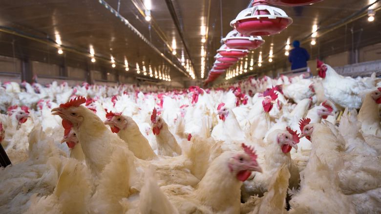 Chickens in a factory 