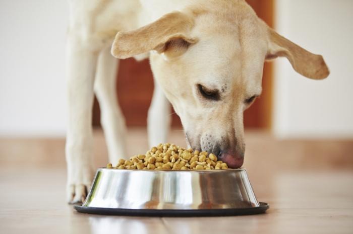 What's in your pet's food?