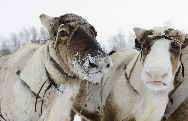 Reindeer Castration the Old-Fashioned Way, Siberia
