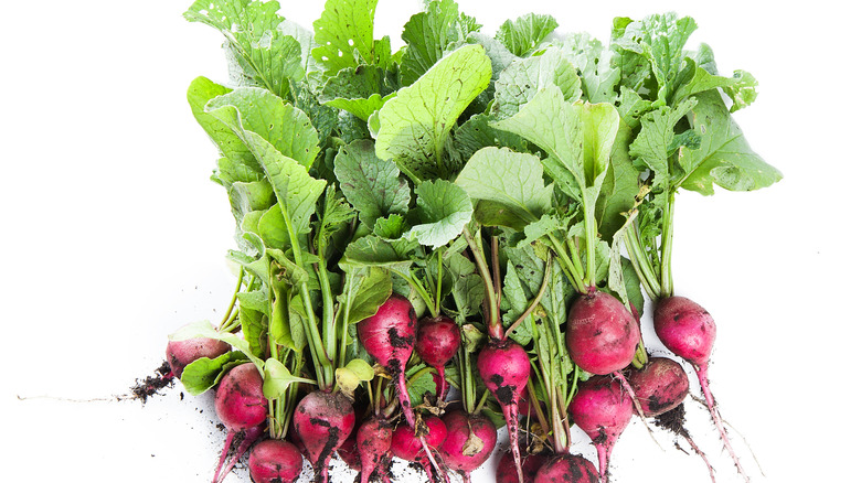 A bunch of red radish with green tops and soil