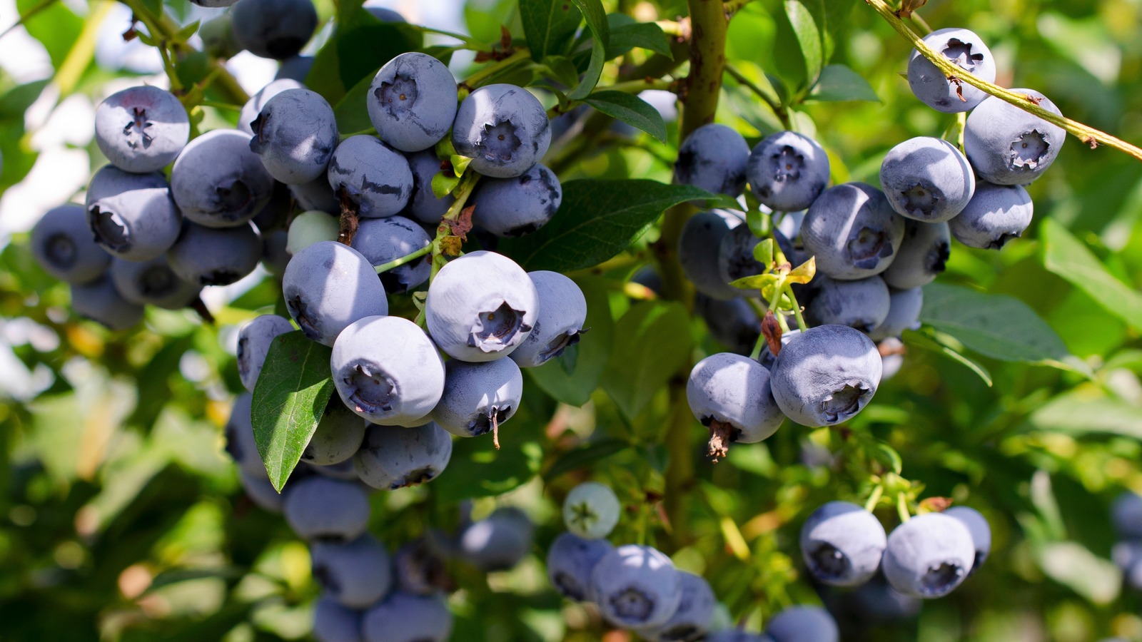 You’ve Probably Been Storing Blueberries Wrong This Whole Time – The Daily Meal