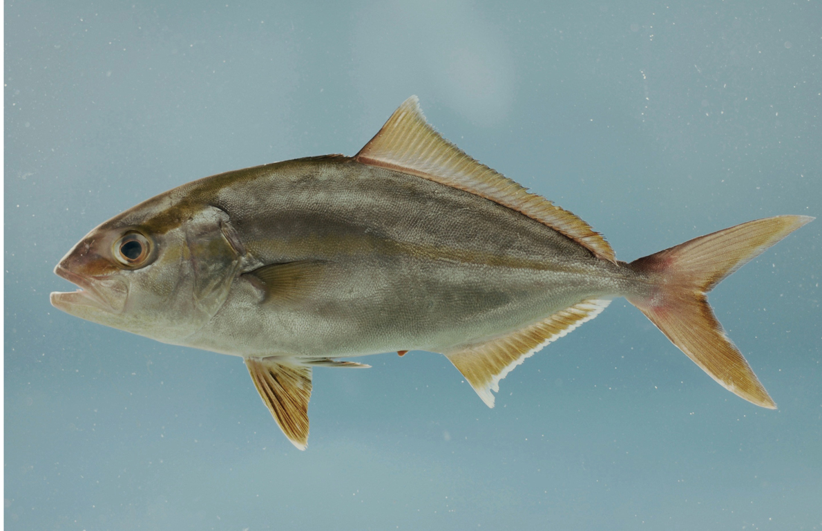 5. Amberjack from Here Are 11 Incredible Tasty Fish You Can Catch in