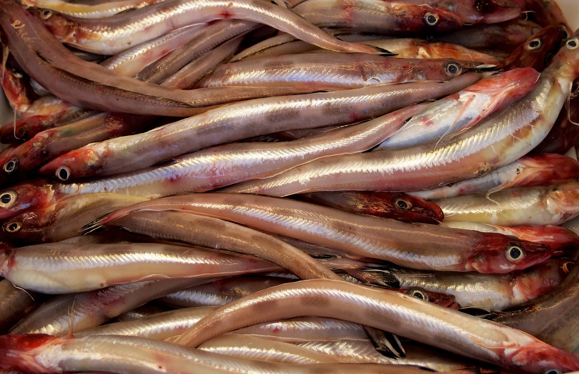 Avoid Silver Eel from Seafood Guide Which Are Healthiest? Which Should You Avoid? Slideshow