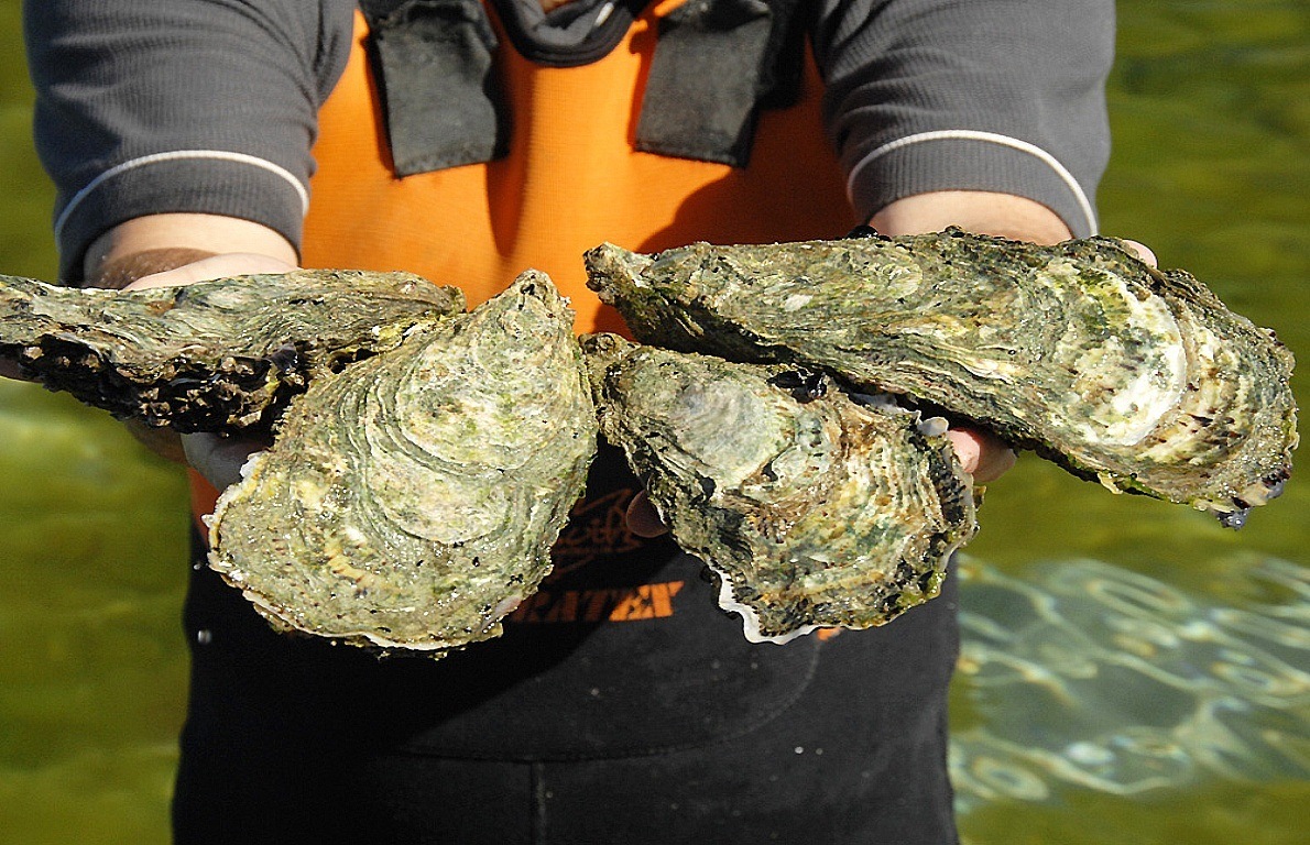 Coffin Bay King Oysters from 27,000 Melons and 10 Other Insanely