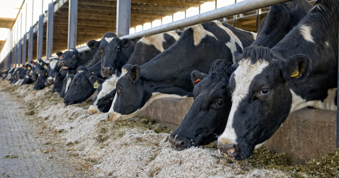 Massive E. Coli Outbreak May Have Been Caused by Cow Poop