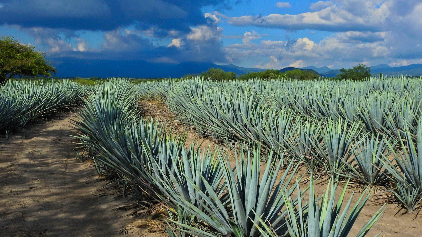 Tequila Can Help You Lose Weight, Study Says