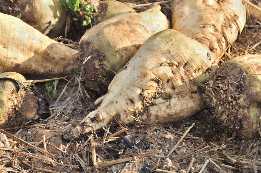Sugar Beets from 8 Most Modified Crops (Slideshow) The