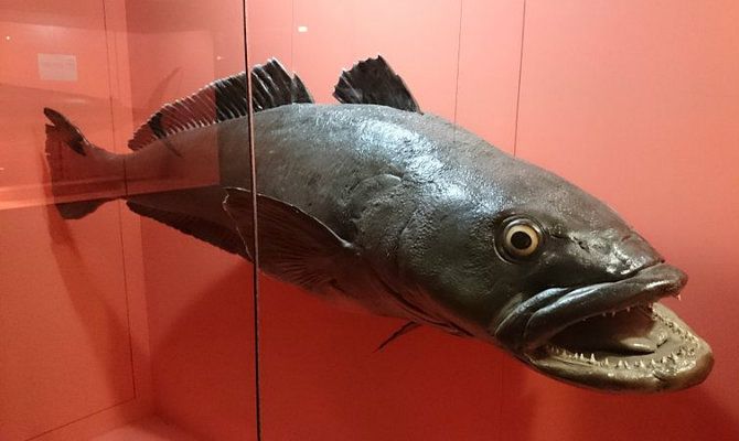 Police Bust Illegal Chilean Sea Bass Ring