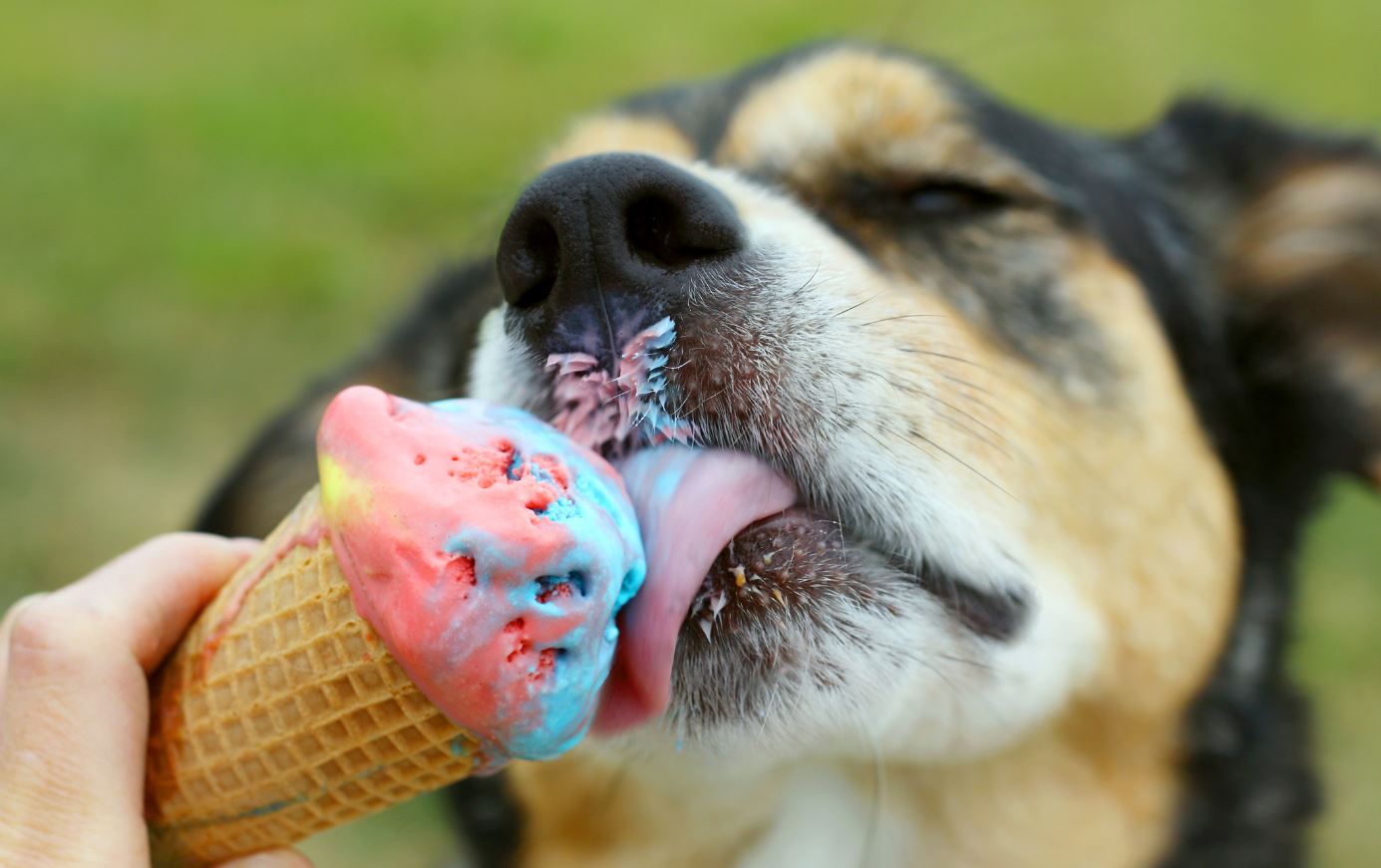 If You Give Your Dog Ice Cream, You'll 